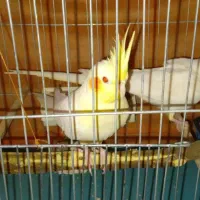 جفت عروس هلندی