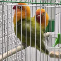 ۲ جفت کوتوله