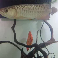 ماهی آروانا گلد هایبک بلوبیس|ماهی|ملایر, |دیوار