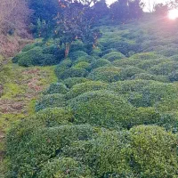 باغی|فروش زمین و ملک کلنگی|رانکوه, |دیوار