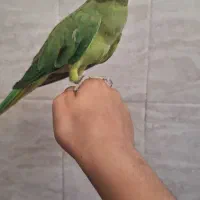 طوطی ملنگو یک ساله