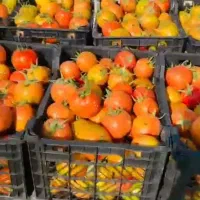 اجار-زمین-کشاورزی-10-هکتار-جهت-گرجه