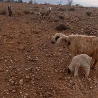 میش بره دار و آبستن قوچ (گوسفند)|حیوانات مزرعه|کازرون, |دیوار