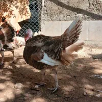 بوقلمون ۹ ماه