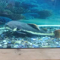 پنکوسی شکاری ورتیل|ماهی|رباطکریم, رباطکریم|دیوار