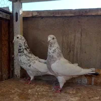 کفتر ۱۶تا نروماده