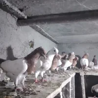 جونه کله ایی درجه یک