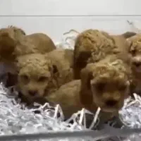 توی پودل|سگ|رشت, گلسار|دیوار