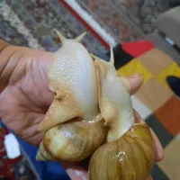 حلزون پرورشی