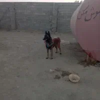 سگ مالیونیز بلژیکی