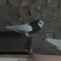 طوق سه بر معاوضه