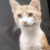 واگذاری رایگان|گربه|کرج, خرمدشت|دیوار