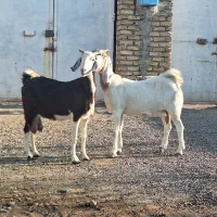 ۲ تا بز دورگ پاکستانی