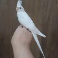 طوطی عروس|پرنده|رشت, رودباری|دیوار