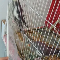 دو جفت عروس هلندی مولد