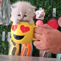 بچه گربه بریتیش نقاشی خدا