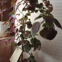 گل حسن یوسف