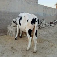 فروش گاوه|حیوانات مزرعه|باوی, |دیوار