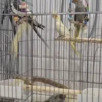 فروش عروس هلندی