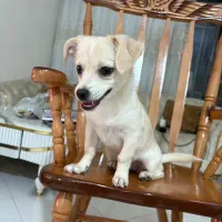 سگ پنج ماهه
