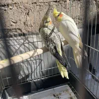 سه جفت عروس هلندی کارداده  سه تا رام