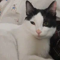 واگذاری گربه تاکسیدو dsh