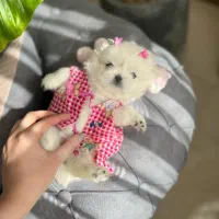 بهترین نژاد پکنیز‌امپریال عروسکی و نژاد دیگر