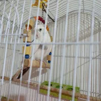 پرنده