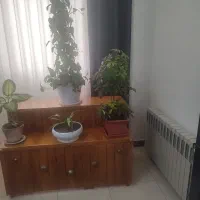 باکس گل با چوب روس محکوم بفروش میرسد