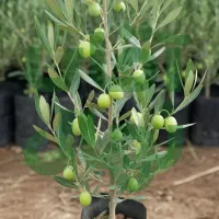 نـهــال زیتون ممتاز فرصت ویژه خرید