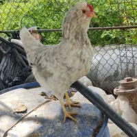 تخم مرغ گلین نطفه دار|حیوانات مزرعه|مرودشت, رامجرد یک|دیوار