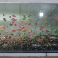 فروش اکواریوم و ماهی تزیینی ملل ۱۸