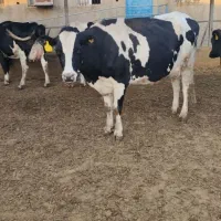 سلام  به دنبال کارگر دلسوز برای دامداری شیری هستیم