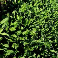 سبزی خشک و سبزی خوردن|عمده‌فروشی|نیشابور, شهرک اندیشه|دیوار