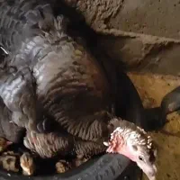 فروش بوقلمون کک باتخم بوقلمون، بدون تخم