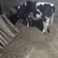 گوساله هلشتایین|حیوانات مزرعه|ورزقان, |دیوار