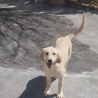 واگذاری توله ماده نسل قصاب امید ملکان