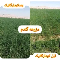 کارشناس کشاورزی،باغداری،گلخانه|خدمات باغبانی و درختکاری|اصفهان, سنبلستان|دیوار