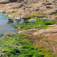 دو عدد غاز هر کدوم ب قیمت یکو ششصد|حیوانات مزرعه|ارشق, |دیوار