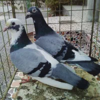 کبوتر ابلغ