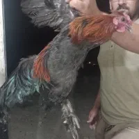 مرغ وخروس پاپر درجه یک