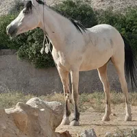اسب|اسب و تجهیزات اسبسواری|کازرون, |دیوار