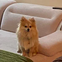 پامرین روباهی نر با تمام وسایل هاش  فقط ۱۵