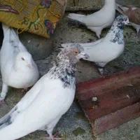 کفتر