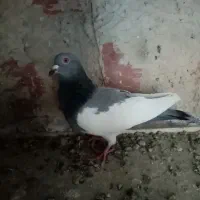 دورح گوالا مایا