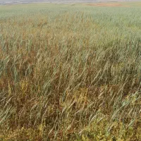 کبوتر پرشی