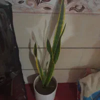 گل اپارتمان