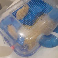 فروش همستر به همراه سبد مخصوص و پوشال