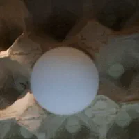 تخم مرغ|خوردنی و آشامیدنی|محمدشهر, سیدآباد|دیوار