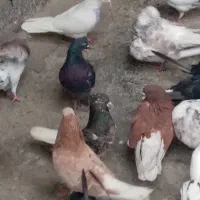 کفتر کبوتر پرشی